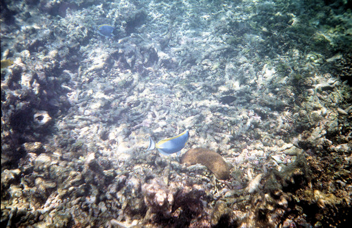 Seychellen Unterwasser-009.jpg